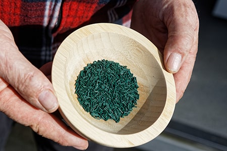 Algues spiruline - Naturoscience