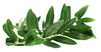 feuille d'olivier