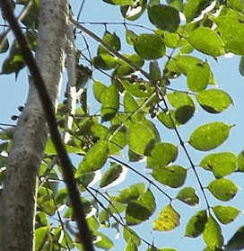 Commiphora mukul - Laboratoire-Naturoscience.fr