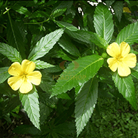 Damiana - Laboratoire-Naturoscience.fr