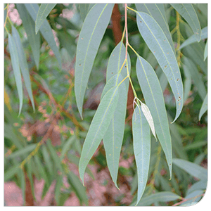 Eucalyptus Spécial Kiné - Laboratoire Naturoscience