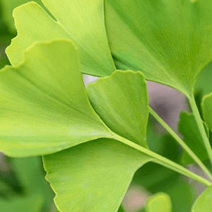 Gingko