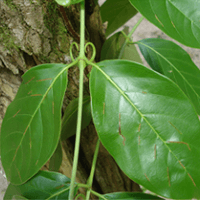 Liane du Pérou - Laboratoire-Naturoscience.fr