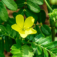 Tribulus - Laboratoire-Naturoscience.fr