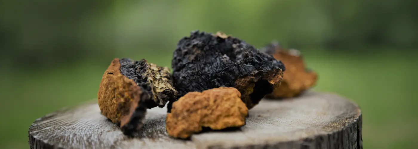 chaga_image 2