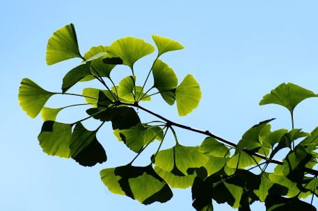 Ginkgo Biloba - Oxydation