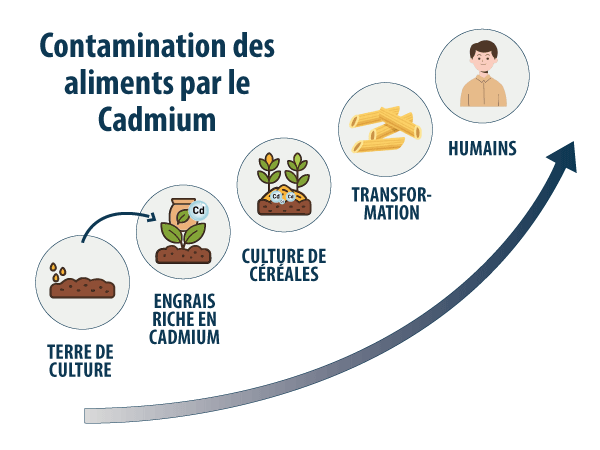 Graphe Cadmium