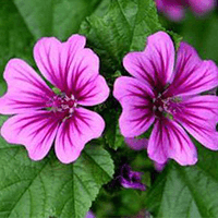 mauve - Laboratoire-Naturoscience.fr