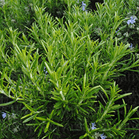 romarin - Laboratoire-Naturoscience.fr