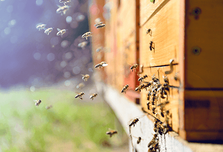 Ruche abeilles - Naturoscience