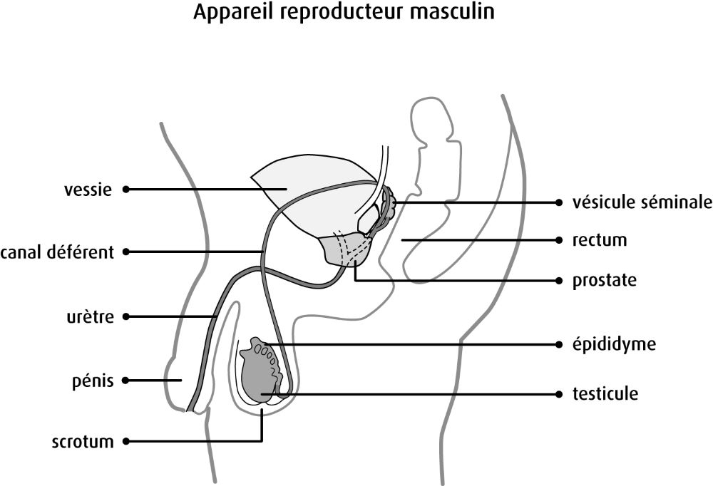 Article et schéma prostate - Laboratoire Naturoscience