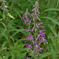 épilobe - Laboratoire-Naturoscience.fr