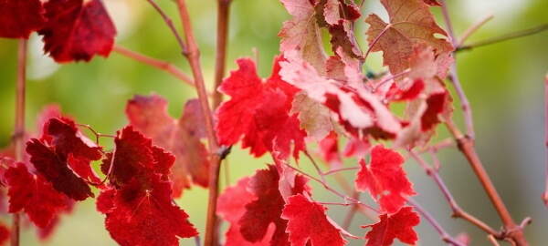 Vigne rouge