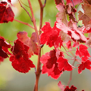 vigne rouge