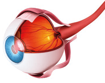 schema anatomie de l'oeil - Laboratoire Naturoscience